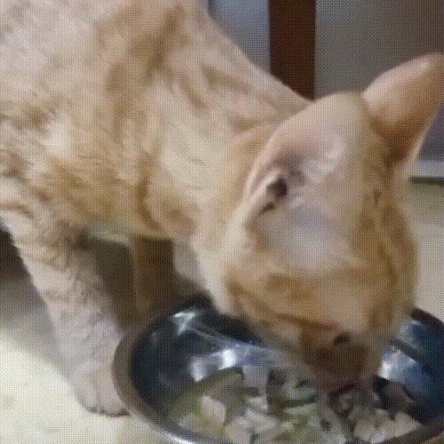 猫咪吃猪肝会吃出问题吗? 猫咪吃猪肝会吃出问题吗?