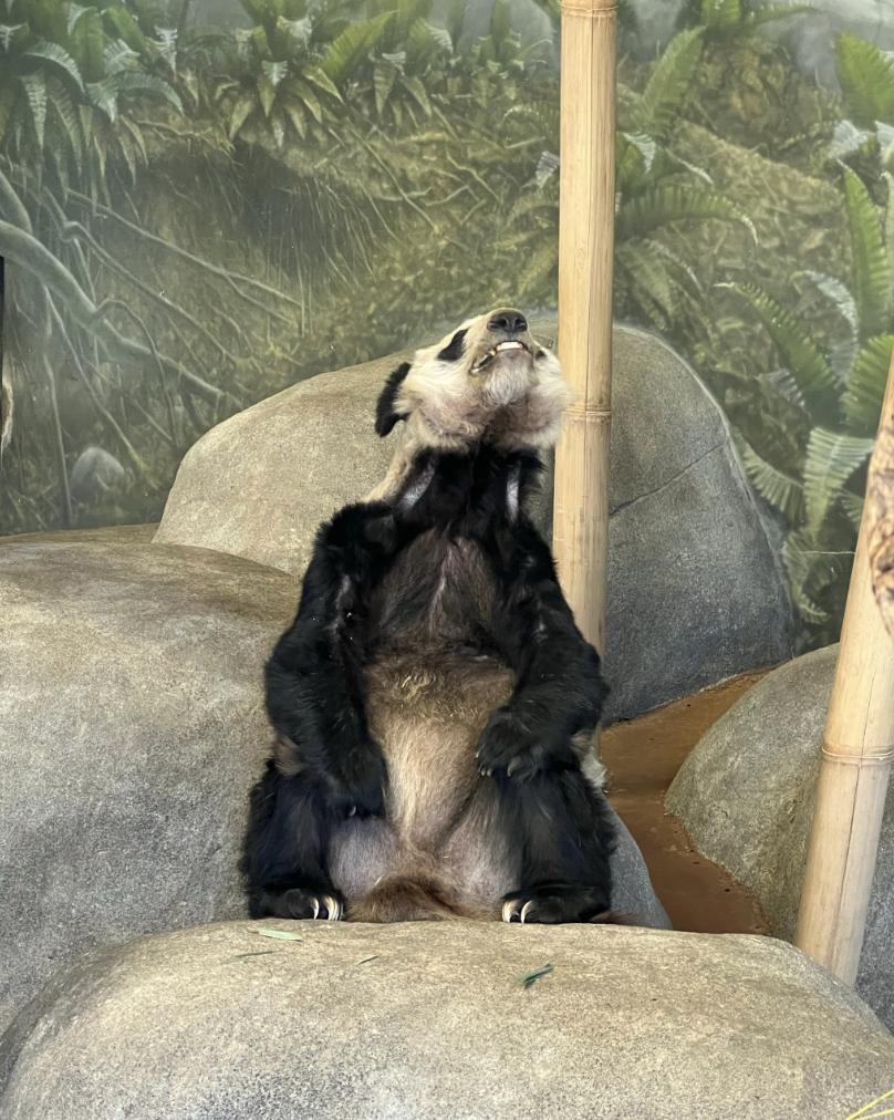 华人论坛丫丫日记到底该怎么玩？新手必看生存指南