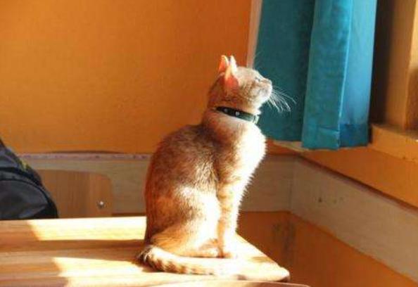 看手相算命真的不用花冤枉钱吗? 看手相算命真的不用花冤枉钱吗?