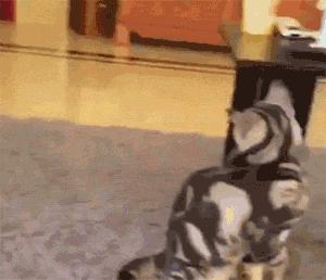 刚接回家的小奶猫，喂错食物真的会要命吗？