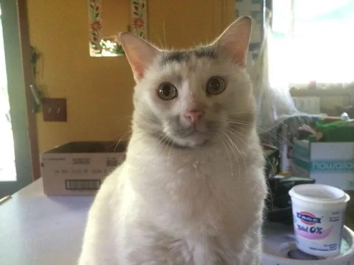 新手养猫第一周最容易犯哪些致命错误？