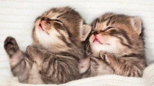 猫咪乳头突然凹进去?这到底是咋回事? 猫咪乳头突然凹进去?这到底是咋回事?