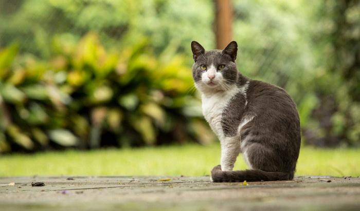 猫咪突然变蔫了？可能是蜱虫在吸血！