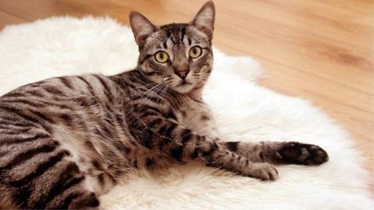 猫咪身上跳蚤怎么彻底清除？新手养猫必看除蚤指南