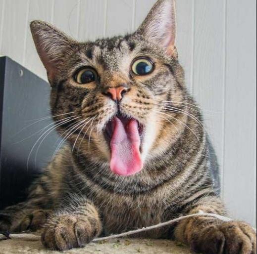 猫咪的胡须剪了会出大事吗？