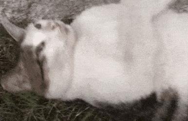 威姿论坛：车主必备的交流平台，深度解析用户痛点与解决方案