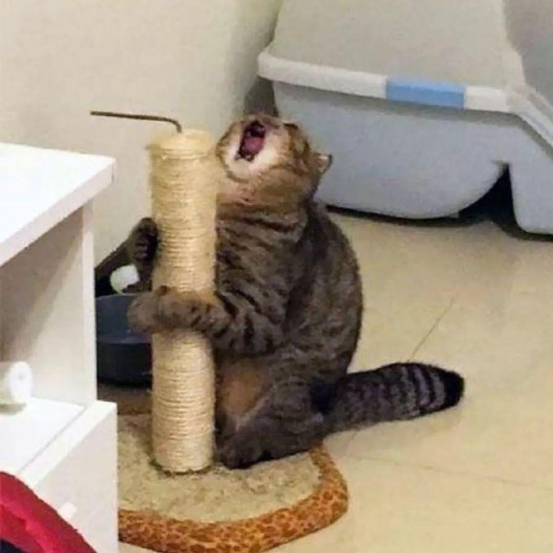 新手如何快速画出超萌漫画小猫咪？