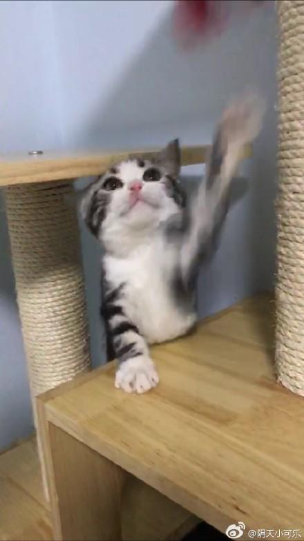 猫咪死活不肯吃药怎么办？