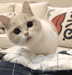 过年回家猫咪能自己待七天吗？