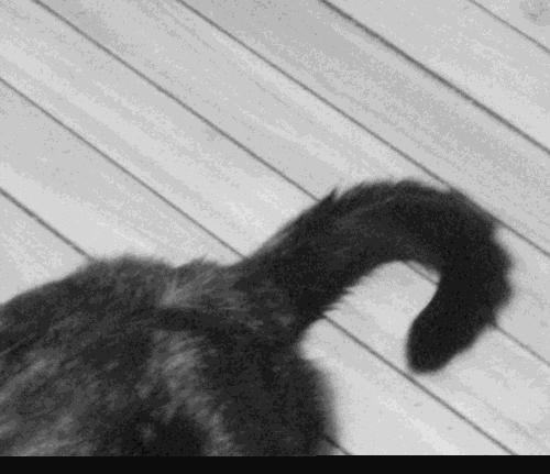 猫咪说话视频到底是怎么拍出来的？