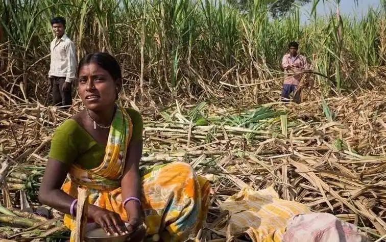 印度粮食出口繁荣下，穷人被忽视的真相