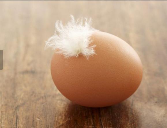 小猫咪偷吃蛋黄会中毒吗？