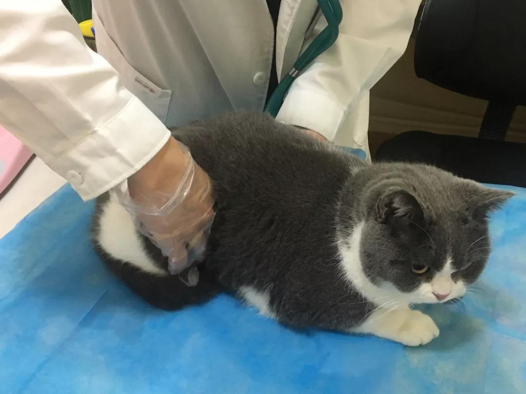 北美华人论坛hao356到底该怎么用才不踩雷？