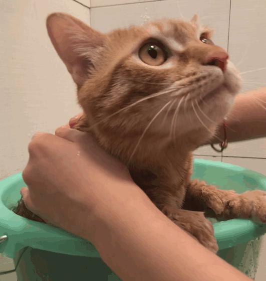 刚生完小猫的母猫能立刻洗澡吗？