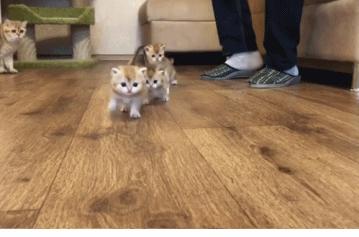 新手如何在猫咪王国快速成为猫主子? 新手如何在猫咪王国快速成为猫主子?