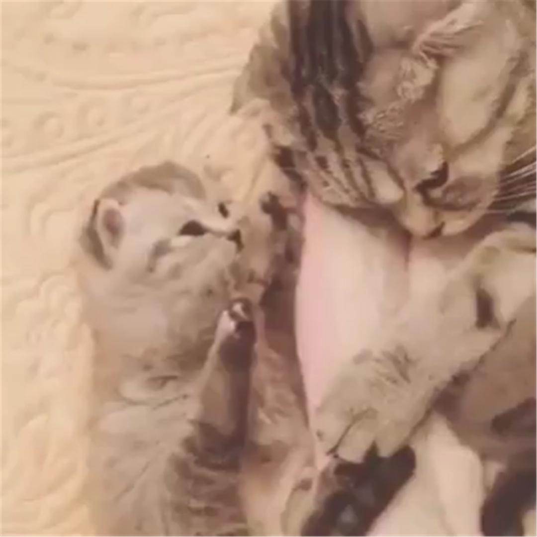 猫咪肉垫发黑就是生病了吗？