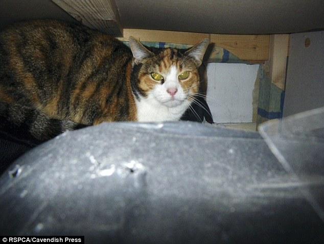 猫咪三天不吃东西会饿死吗？