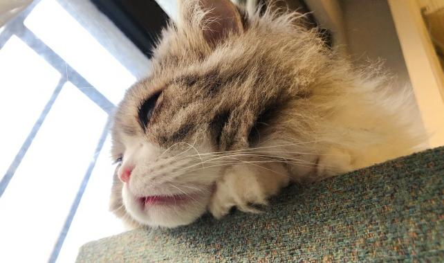 怎么让猫咪乖乖用猫砂盆拉屎？