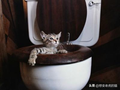 你家猫咪还在舔水龙头吗? 你家猫咪还在舔水龙头吗?