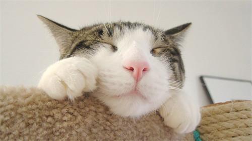 猫咪天天打喷嚏却活蹦乱跳正常吗？