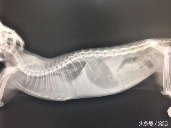 科特迪瓦球星为啥总能踢进顶级联赛？