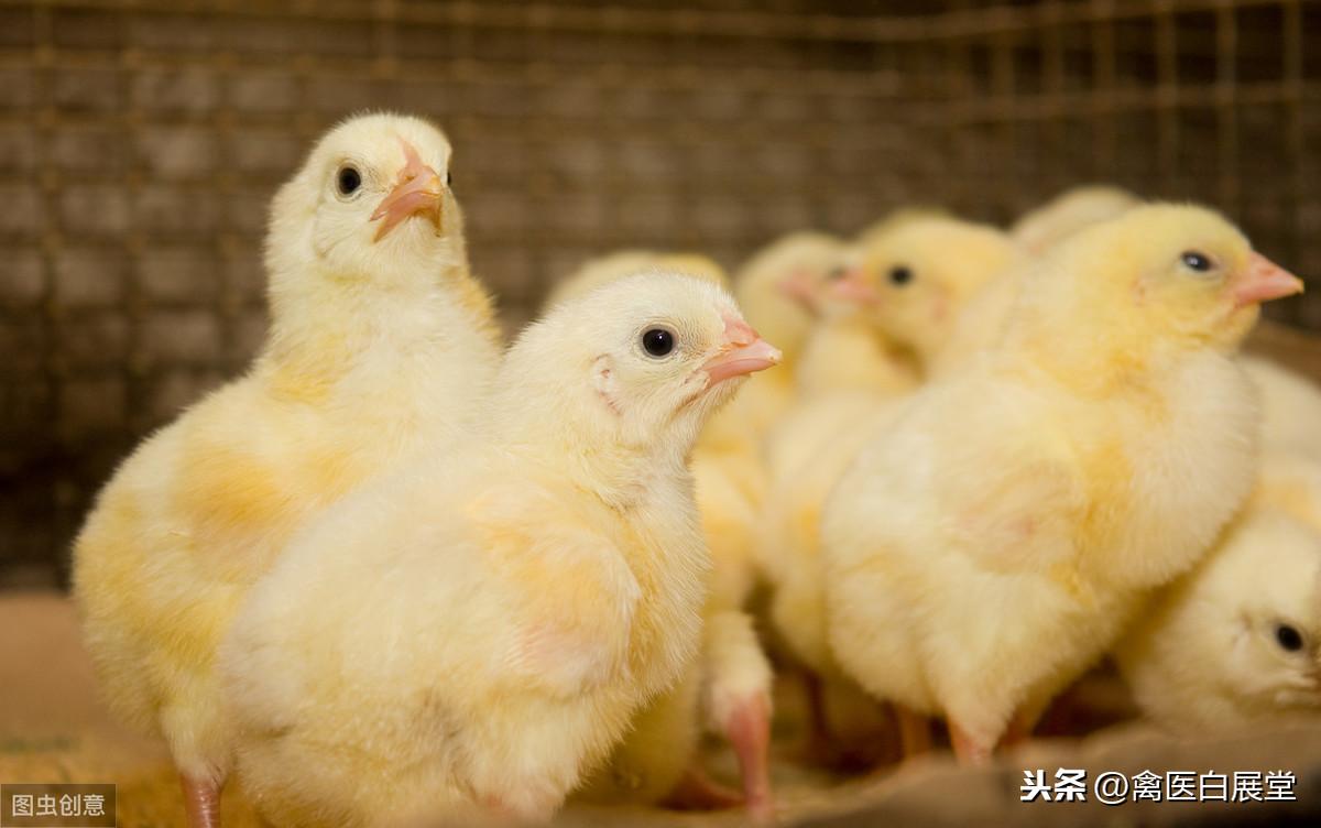 猫咪爪子凉凉的是不是生病了？