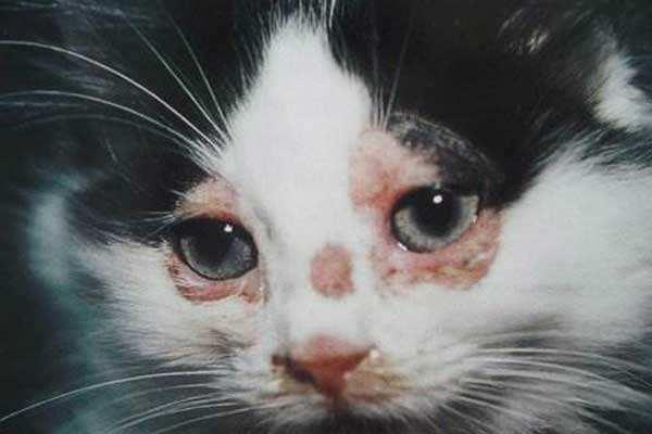 猫咪耳朵发臭挠不停该用啥药水? 猫咪耳朵发臭挠不停该用啥药水?