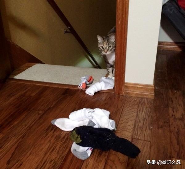 你家猫主子为啥突然变臭了? 你家猫主子为啥突然变臭了?