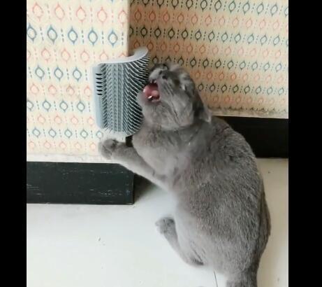 猫咪总在地上蹭屁股是生病了吗? 猫咪总在地上蹭屁股是生病了吗?