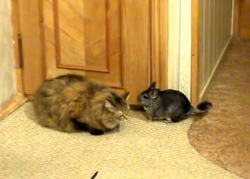 你家猫咪总对昂贵玩具爱搭不理? 你家猫咪总对昂贵玩具爱搭不理?