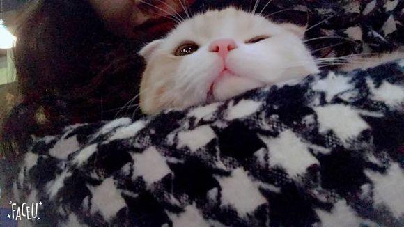 新手养猫怎么选？500和5000的猫究竟差在哪？