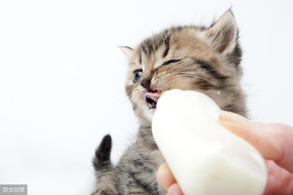 刚出生的小奶猫该怎么养活？