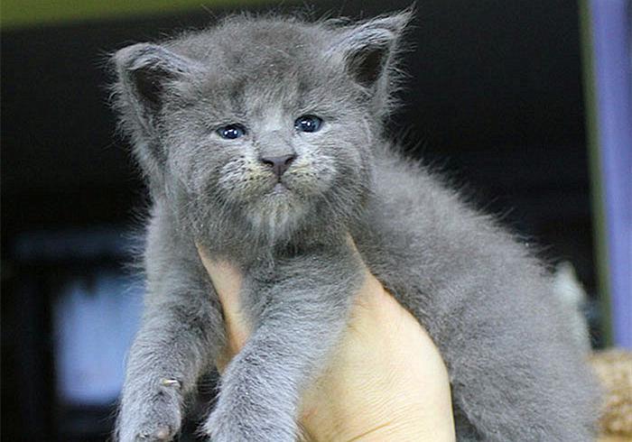 一岁猫咪到底该怎么养? 一岁猫咪到底该怎么养?