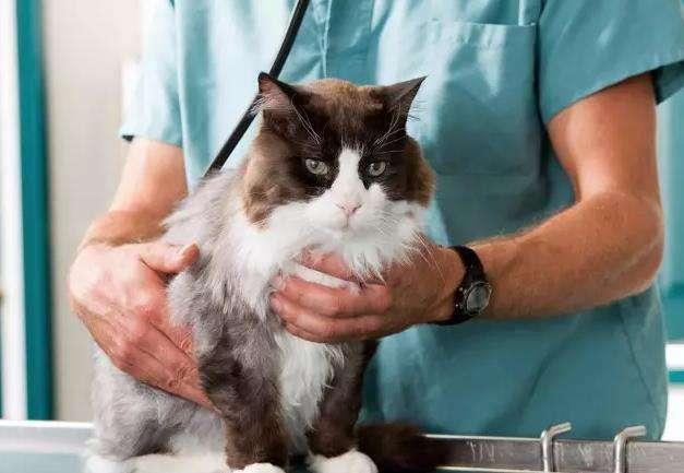 猫咪喘不上气真的会死吗? 猫咪喘不上气真的会死吗?