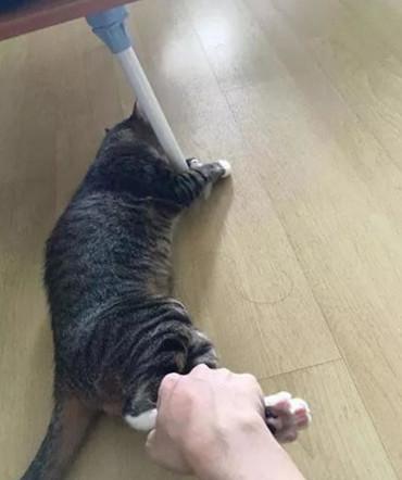 给猫咪洗澡到底要花多少冤枉钱? 给猫咪洗澡到底要花多少冤枉钱?