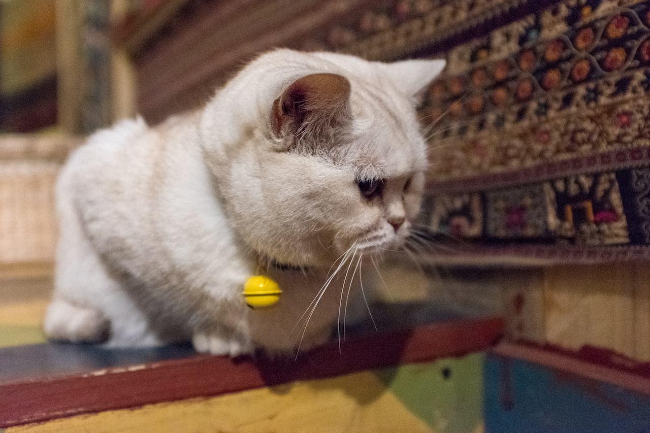 你家猫主子真的不缺牛磺酸吗？