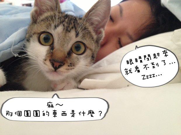 猫咪吐舌头呼吸急促是生病了吗？