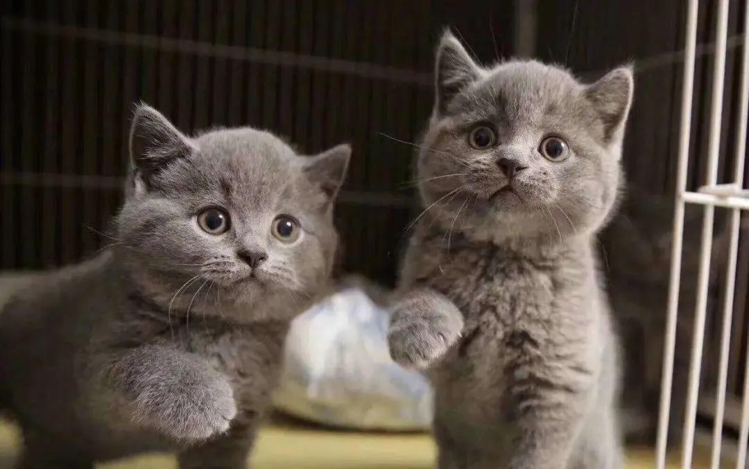 第一次下载 猫咪 APP到底该怎么避坑？