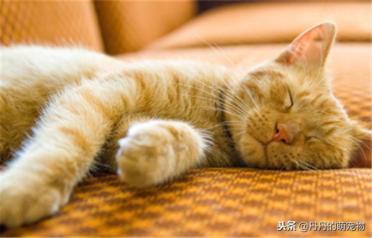 绝育后的猫主子该怎么伺候饮食？