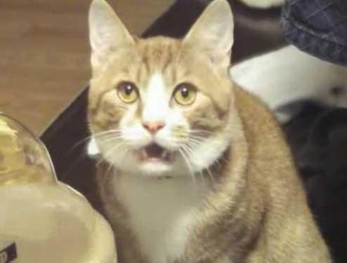 猫咪对着空气嗯嗯叫是在跟你说话吗? 猫咪对着空气嗯嗯叫是在跟你说话吗?