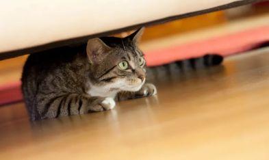 猫咪频繁上厕所是得了膀胱炎吗？