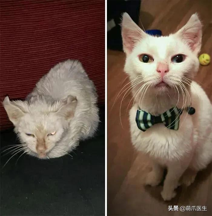 猫咪嘴巴溃烂流口水？新手必看急救指南！