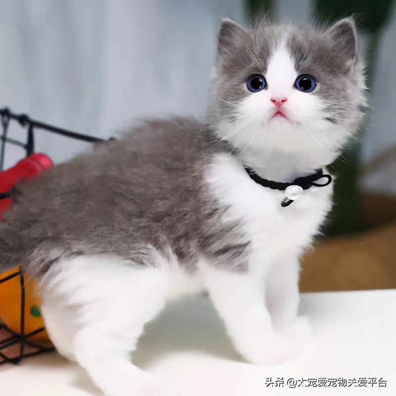 新手养猫怎么选粮才不踩坑？