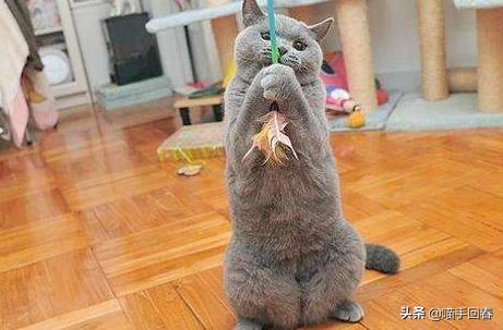 你家猫主子真的只爱你一个吗？