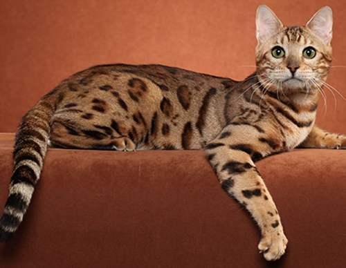 给猫取名真的会影响主子性格吗? 给猫取名真的会影响主子性格吗?