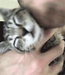 猫咪掉胡子是生病的前兆吗？这6种情况必须马上送医！