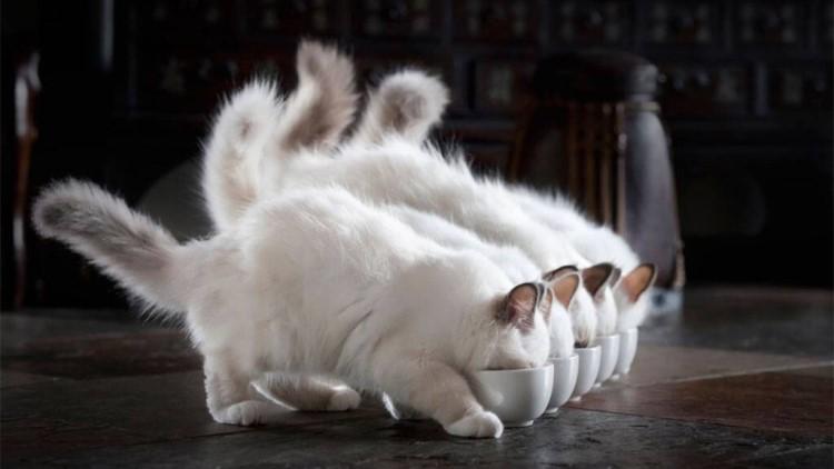 猫咪咕咕叫真的是在表达开心吗？