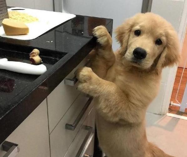 你家猫最近半夜嚎叫还疯狂掉毛？春天到底该怎么伺候主子？