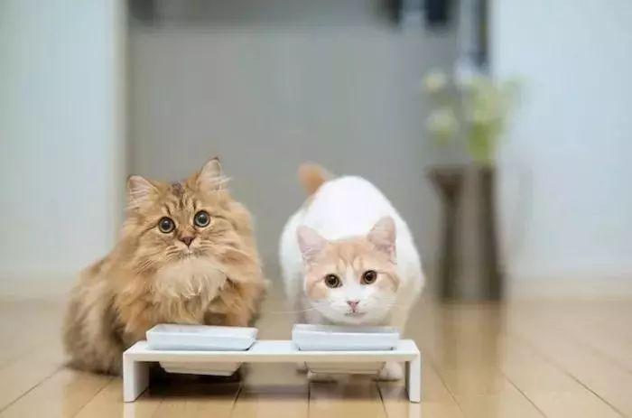 猫咪吐了没消化的猫粮要送医院吗? 猫咪吐了没消化的猫粮要送医院吗?