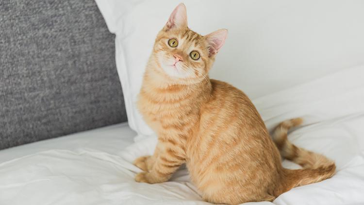 为什么养猫新手都在搜 www猫咪 ? 为什么养猫新手都在搜 www猫咪 ?